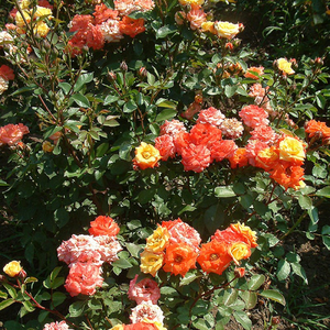 Živo crvena - žuta  - floribunda ruže